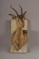 藏品(湯普森瞪羚)的圖片